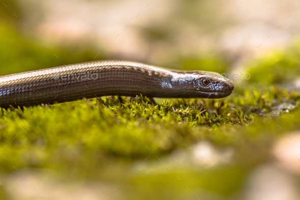 Peloponnese slowworm - Stock Photo - Images