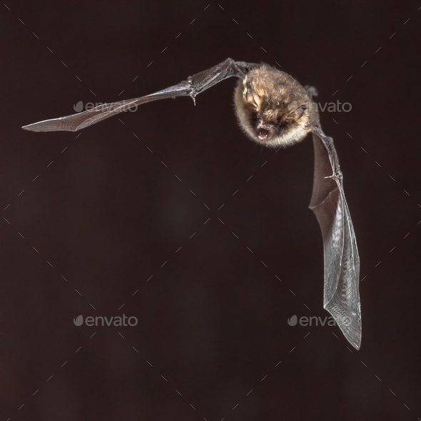 bat Myotis nattereri in flight - Stock Photo - Images