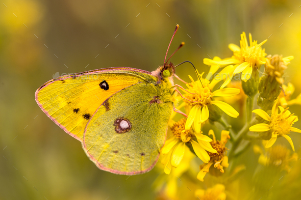 Butterfly Pale clouded yellow Stock Photo by CreativeNature_nl | PhotoDune