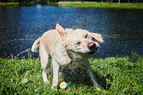 Funny dog shaking off water Stock Photo by KonstantinKolosov | PhotoDune