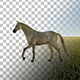 Horse Horse - VideoHive Item for Sale