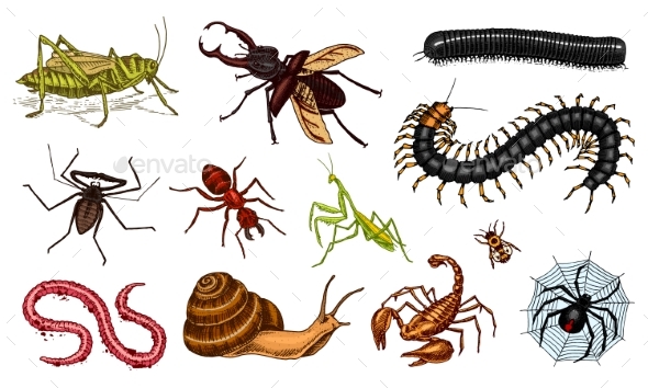 Set of Insects - Animals Characters