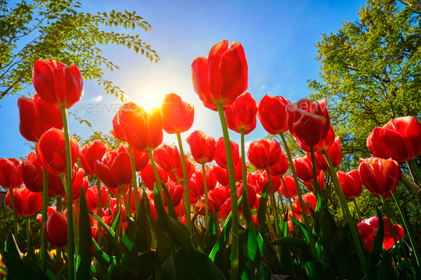 Blooming tulips against blue sky low vantage point Stock Photo by f9photos