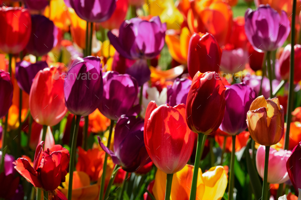 Blooming tulips flowerbed in Keukenhof flower garden, Netherland - Stock Photo - Images