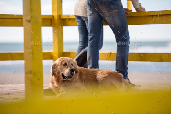 young couple with a dog at the beach Stock Photo by dotshock | PhotoDune