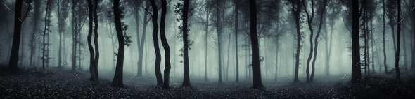 Mysterious forest panorama with fog - Stock Photo - Images
