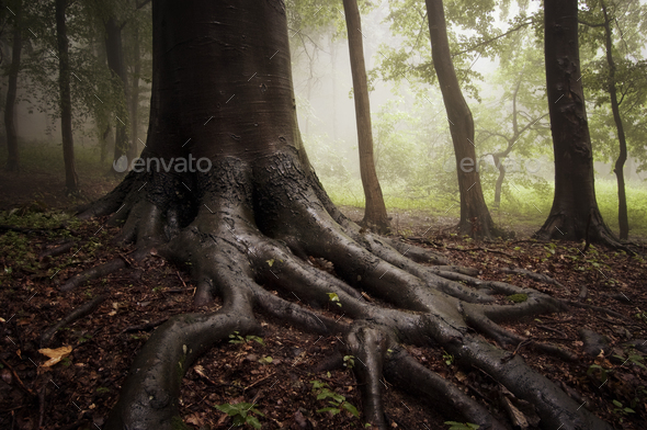 Tree with giant roots in enchanted woods - Stock Photo - Images