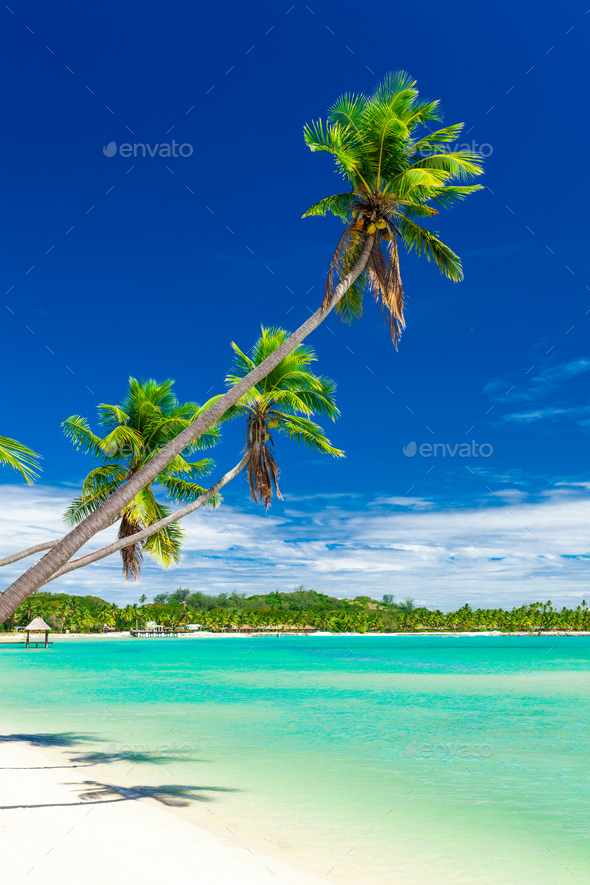 Tropical Beach With Coconut Palm Trees And Clear Lagoon Fiji Is Stock