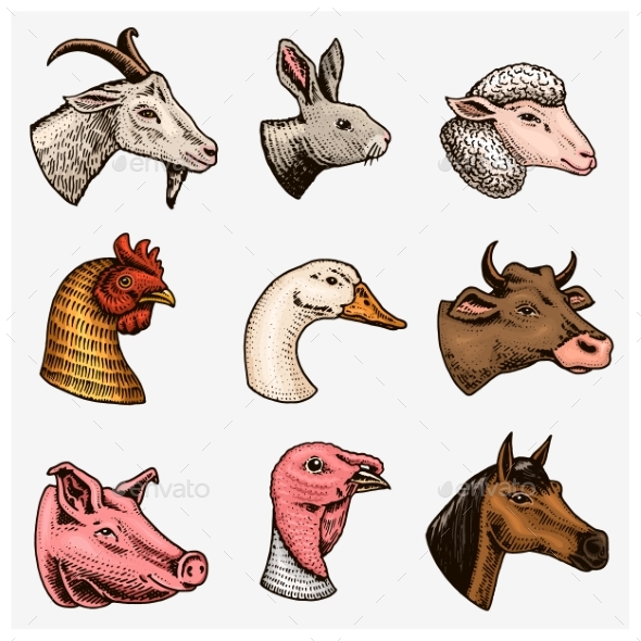 Farm Animals - Animals Characters