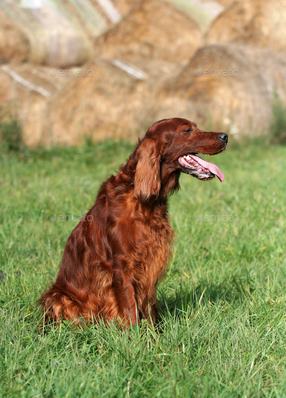 Beautiful panting hunting dog sitting in the field Stock Photo by Elegant01