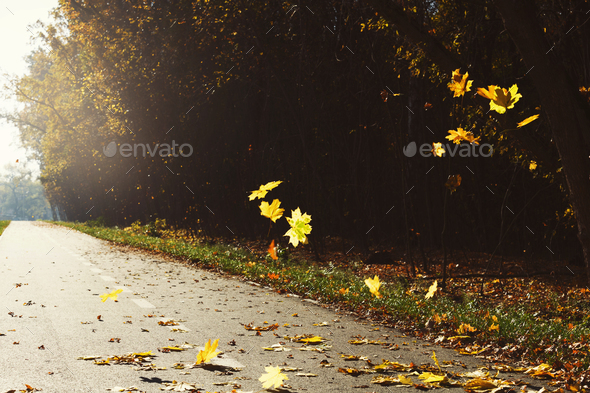 Fall scene at countryside road with golden trees and leaves Stock Photo by Prostock-studio