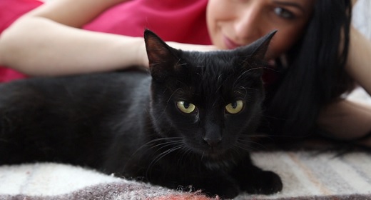 Life of pets at home - black cat