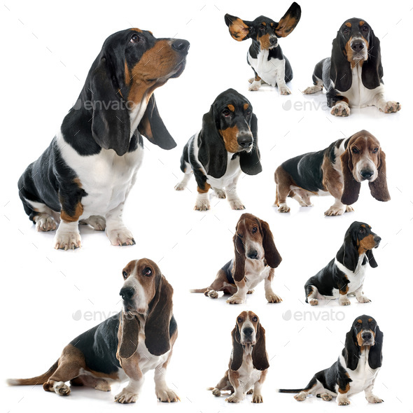 basset hound dog - Stock Photo - Images