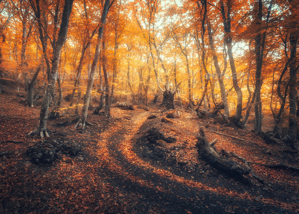 Autumn Forest With Trail In Fog Foggy Trees In Fall Stock Photo By Den Belitsky