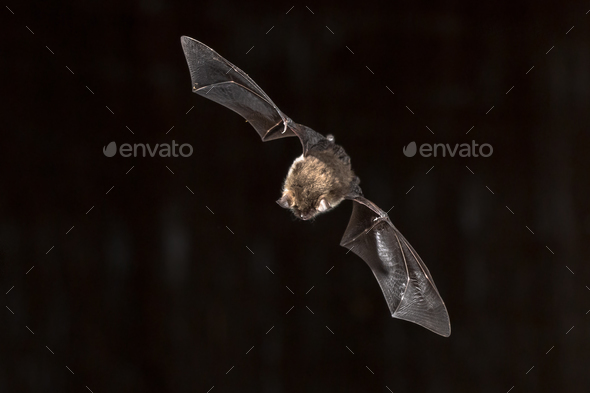 Flying Natterers bat looking down Stock Photo by CreativeNature_nl