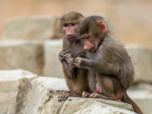 Two young Hamadryas baboons - Stock Photo - Images