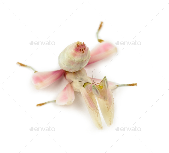 Female praying mantis, orchid mantis, isolated on white - Stock Photo - Images