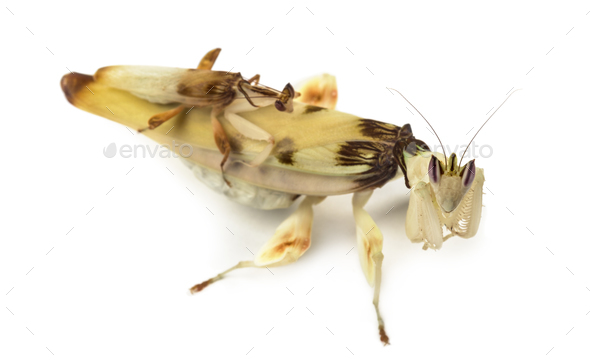 Adult male et female orchid mantis, isolated on white - Stock Photo - Images