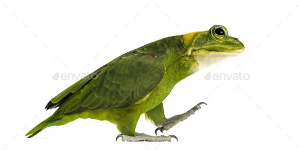 Yellow-naped parrot with head of frog, walking against white background - Stock Photo - Images