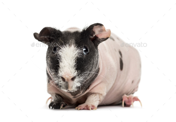 Front view of hairless guinea pig, isolated on white - Stock Photo - Images