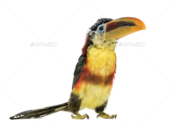 Curl-crested aracari, isolated on white - Stock Photo - Images