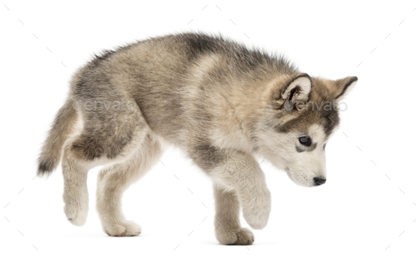 Alaskan Malamute puppy walking isolated on white - Stock Photo - Images