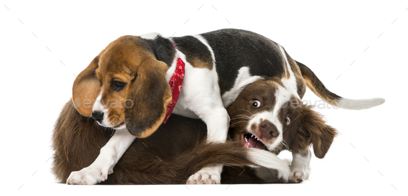 Two puppies playing together - Stock Photo - Images