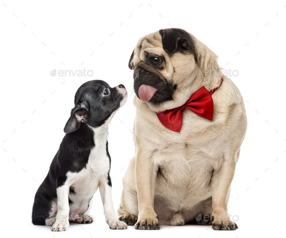 Pug with bow tie looking at a chihuahua, isolated on white - Stock Photo - Images