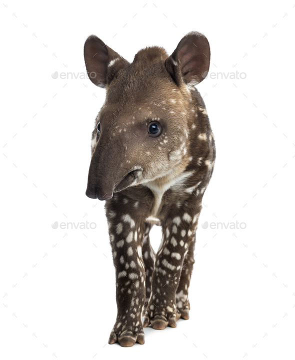 Young South american tapir, isolated on white, 41 days old - Stock Photo - Images