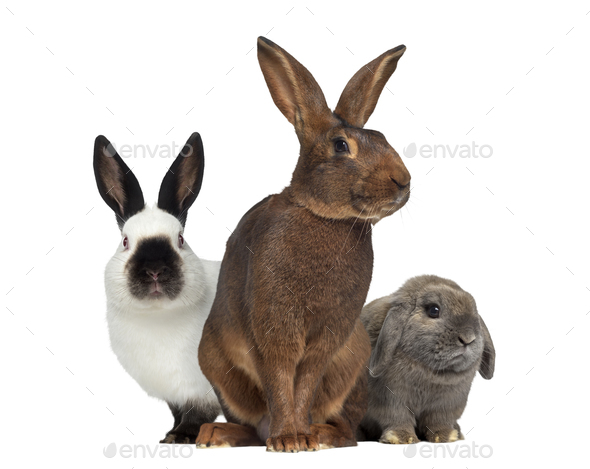 Belgian Hare and Russian rabbit and Holland Lop rabbit isolated on whiteisolated on white - Stock Photo - Images
