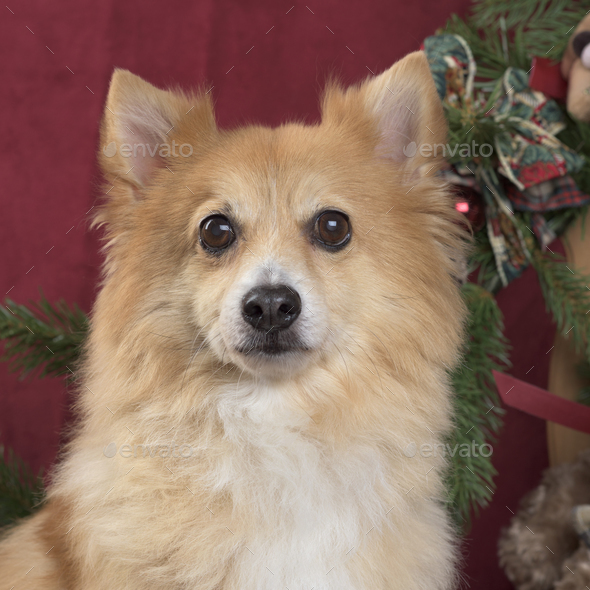 Close-up of a German spitz in Christmas decoration - Stock Photo - Images