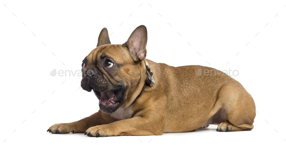 French Bulldog lying and yawning, isolated on white - Stock Photo - Images