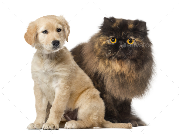 Dog and cat sitting, isolated on white - Stock Photo - Images