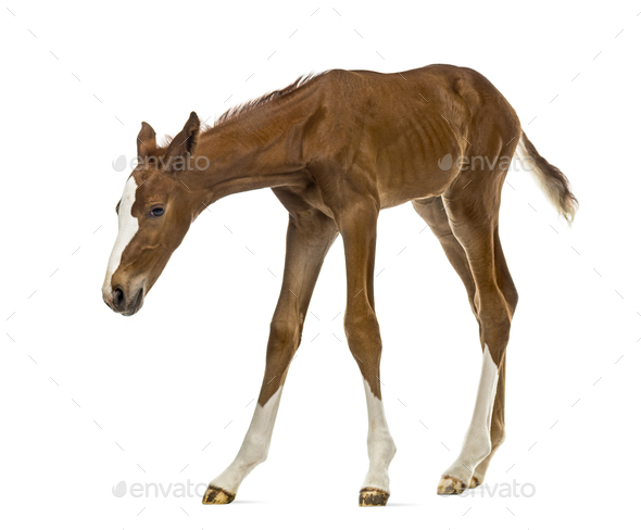 Foal sniffing and looking down isolated on white - Stock Photo - Images