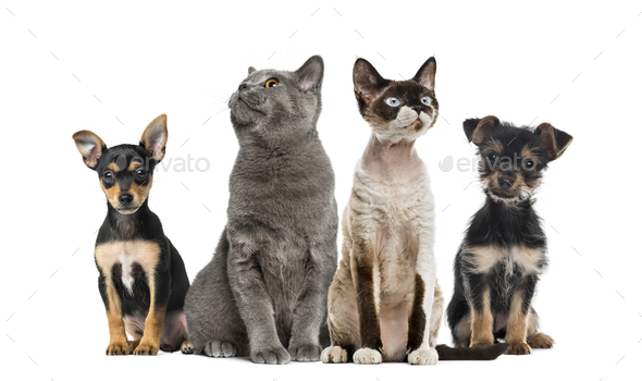 Group of cats and dogs sitting, isolated on white - Stock Photo - Images