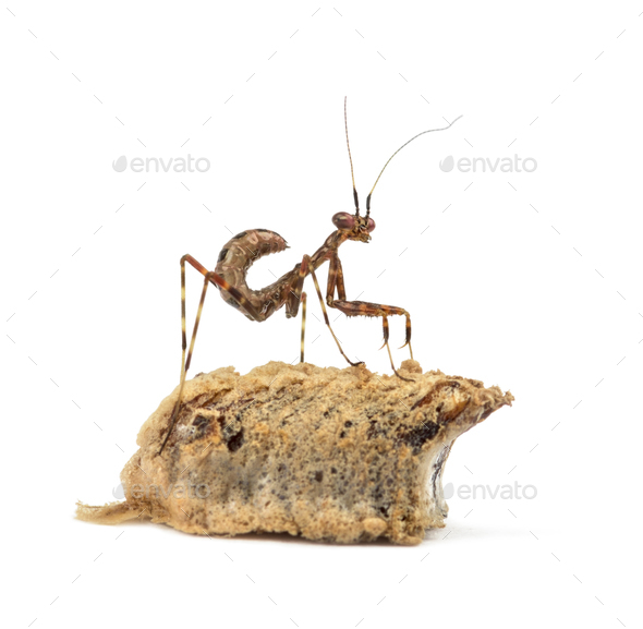Young African Pinstripe Mantis and an ootheca - Stock Photo - Images