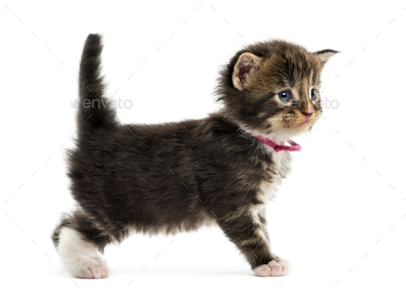 Side view of a Maine coon kitten isolated on white - Stock Photo - Images