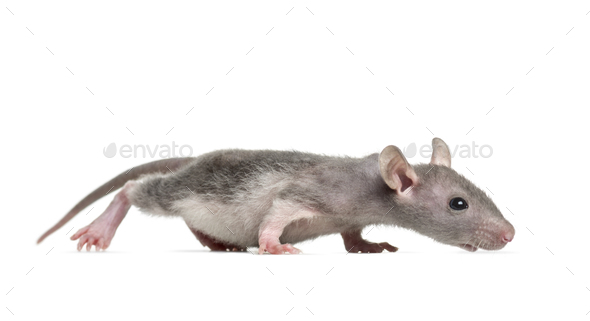 Young Hairless rat, isolated on white - Stock Photo - Images