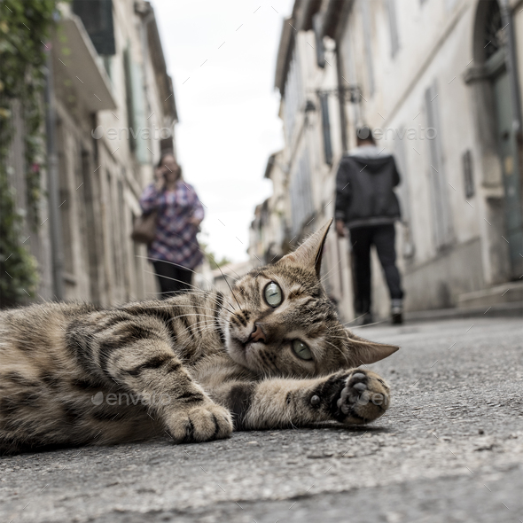 homeless cat on the ground down the street - Stock Photo - Images