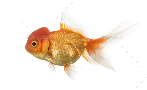 Side view of a Lion's head goldfish isolated on white Stock Photo