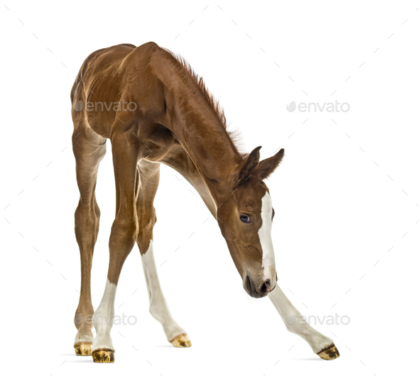 Foal balancing and looking down isolated on white - Stock Photo - Images