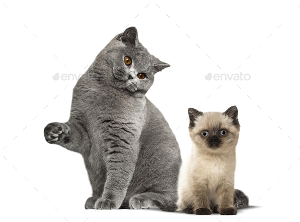 British Shorthair Cat And Kitten Sitting Against White Background