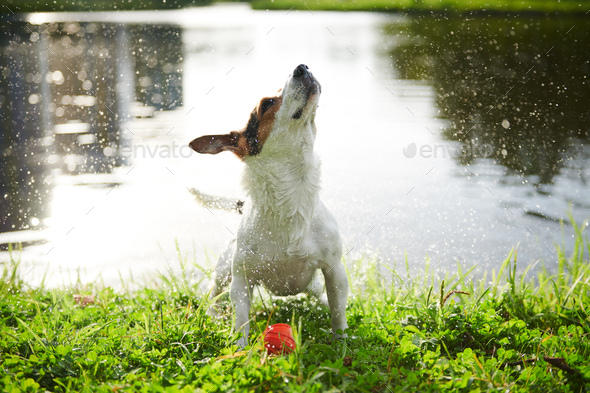Funny dog shaking off water Stock Photo by KonstantinKolosov | PhotoDune