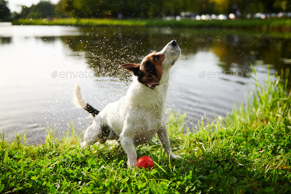 Funny dog shaking off water