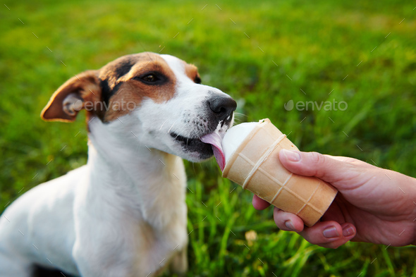 small dog breeds Jack Russell Terrier eats ice cream Stock Photo by KonstantinKolosov
