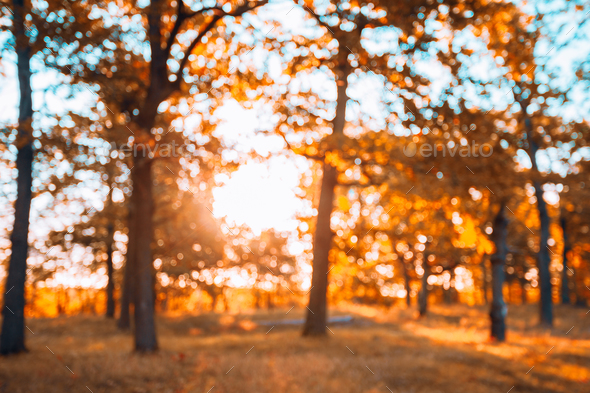 Abstract Autumn Blurred Forest Background. Bokeh, Boke Woods Wit Stock  Photo by Grigory_bruev