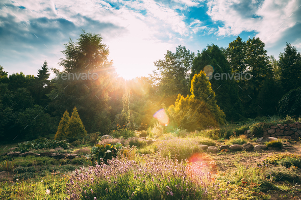 Sunshine Flower Garden