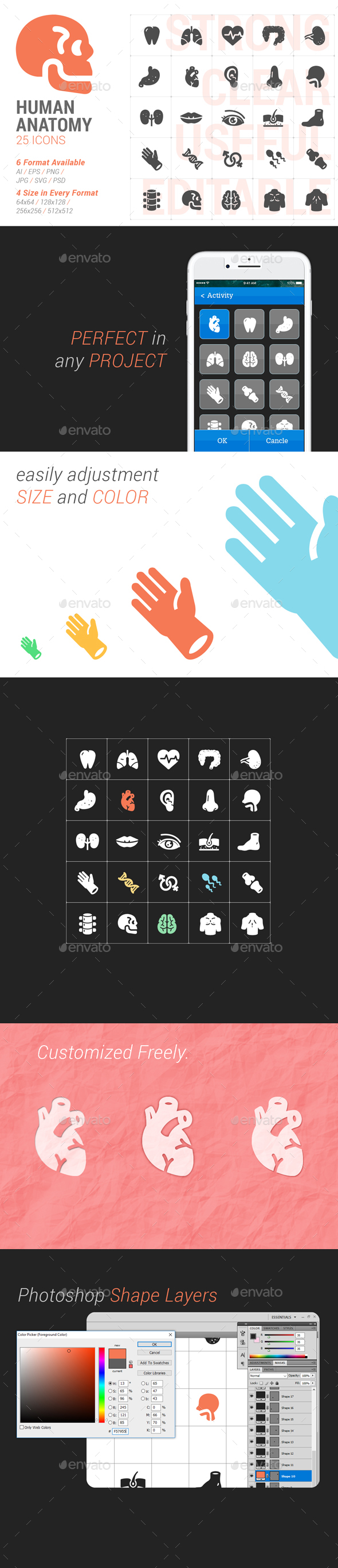 Human Anatomy Filled Icon - Icons