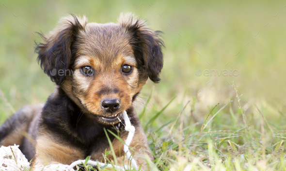 Smiling cute pet dog puppy banner Stock Photo by Elegant01 | PhotoDune
