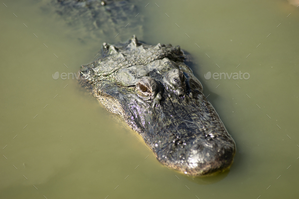 Alligator swamp